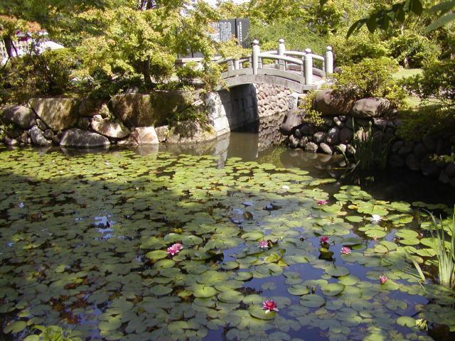 夏の国分寺弁天池