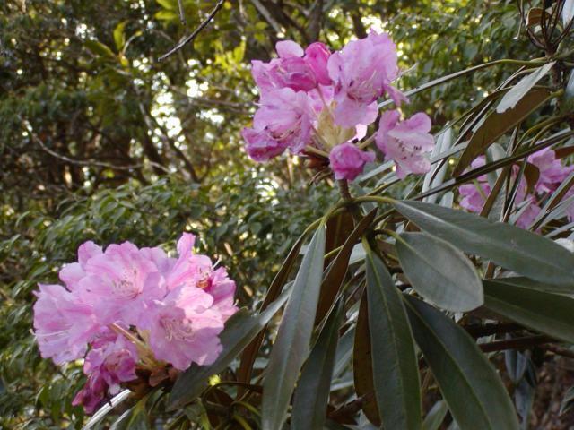 鷹巣山のシャクナゲ