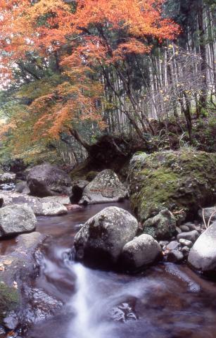 秋の城井川上流（築上町）