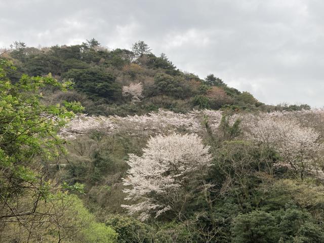 味見桜公園駐車場