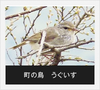 町の鳥 うぐいす